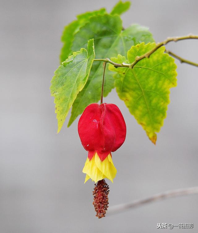 似灯笼亦似风铃的花儿——红萼苘麻