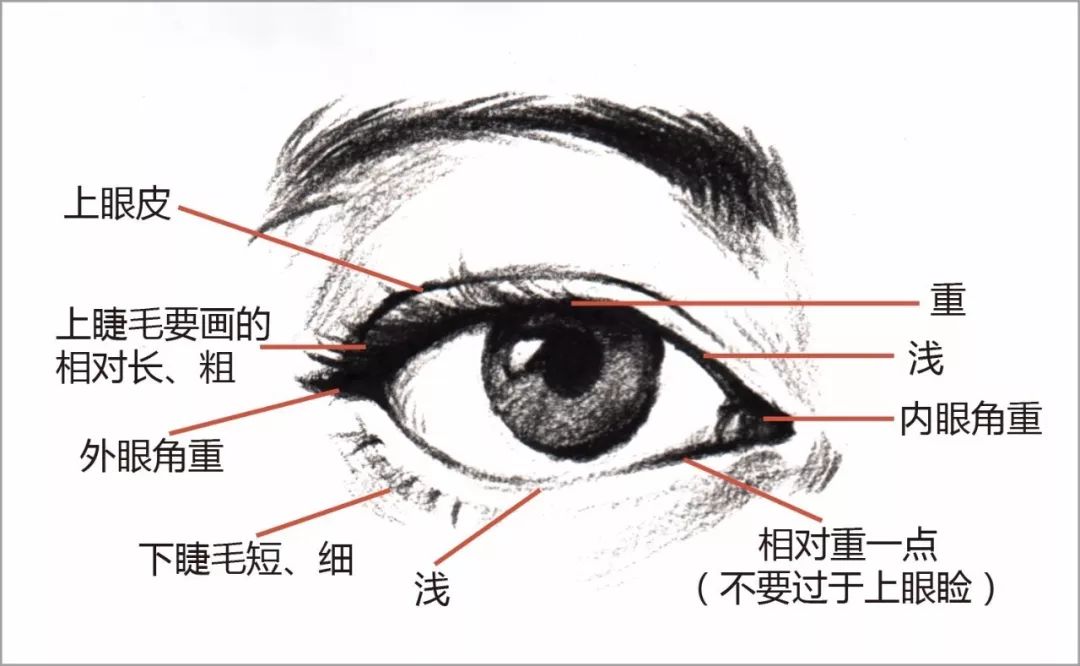 【插本高分卷】广美速写教程 | 超详细解析!速写五官大礼包!