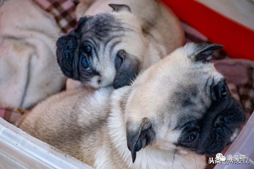 滑县狗市河南最大 交易的犬多成家庭宠物 个别成桌上美食 笼子