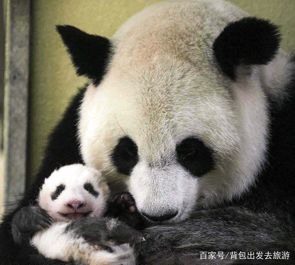 法國一家人氣慘淡的動物園，但卻被一只中國熊貓，創下人氣最高峰 旅行 第6張