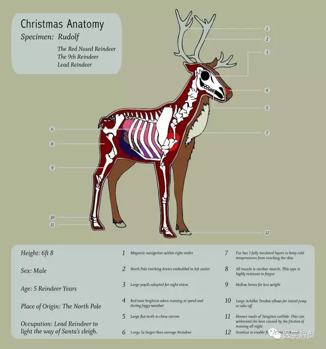 解剖圣诞麋鹿