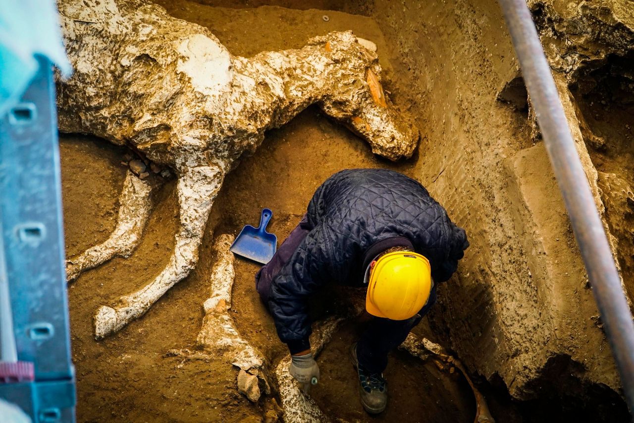 超罕见!庞贝古城出土近2000年战马遗骸完整化石,科研价值极高!