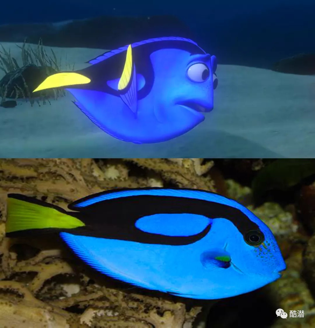 yellow tail blue tang (又叫blue hippo tang/pacific blue tang) 剧