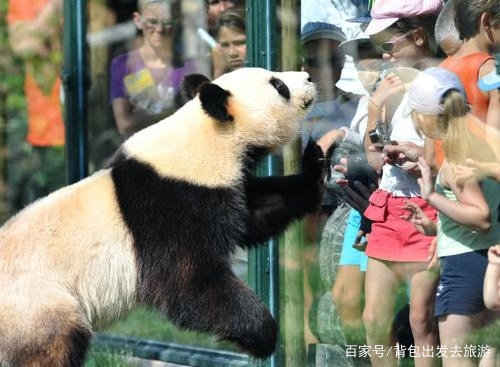 法國一家人氣慘淡的動物園，但卻被一只中國熊貓，創下人氣最高峰 旅行 第5張