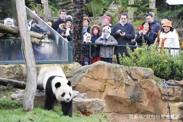 法國一家人氣慘淡的動物園，但卻被一只中國熊貓，創下人氣最高峰 旅行 第7張