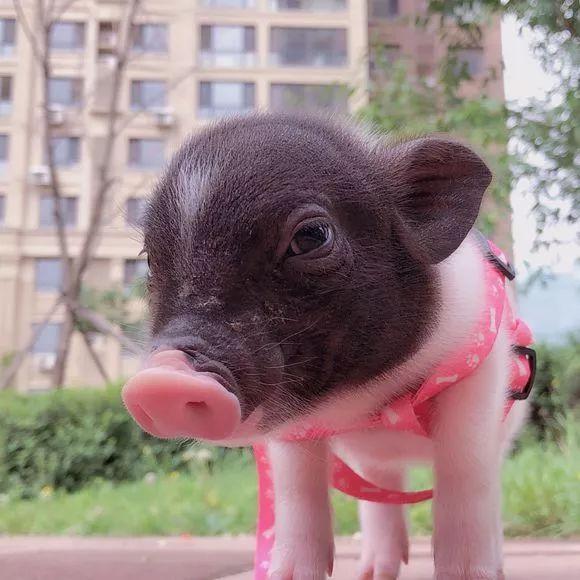 巴马小香猪成宠物猪,摆脱烤乳猪命运后,为村民提供脱贫新方法!