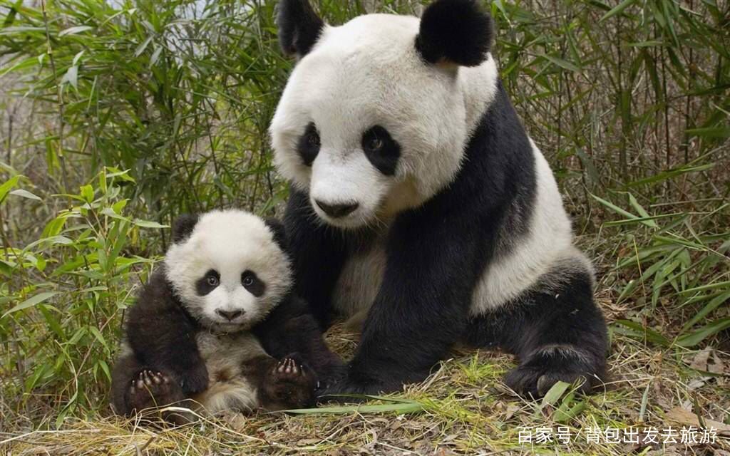 法國一家人氣慘淡的動物園，但卻被一只中國熊貓，創下人氣最高峰 旅行 第8張