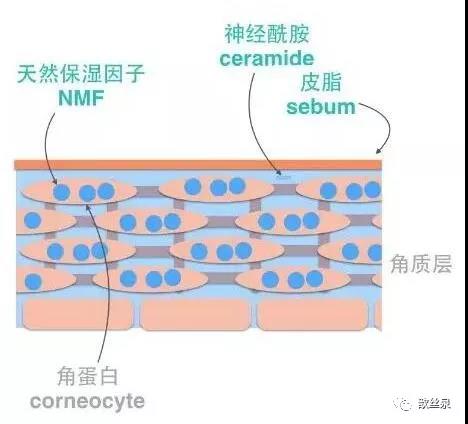 经研究室验证明,神经酰胺具有很强缔合水分子能力,它通过在角质层中