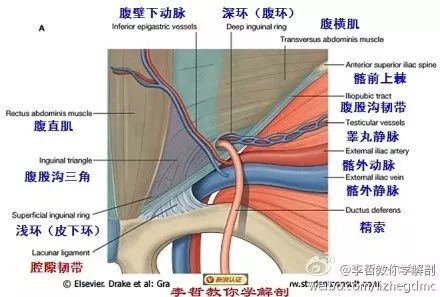 这么美的医学解剖图,珍藏吧!