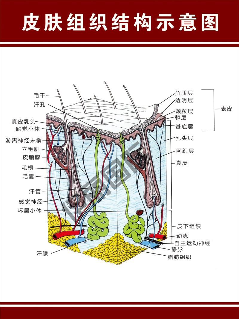 图2 人体的皮肤组织结构 在上次的解答中相信大家都知道了什么是表皮