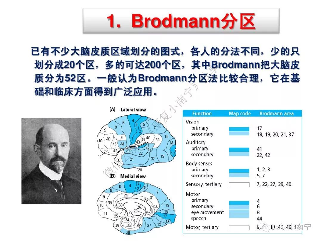 康知了大脑皮质功能分区超赞的神经康复必备图