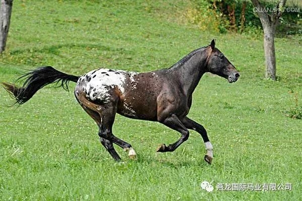 燕龙马业马术课堂:由野马培育而成品种 —— 美国阿帕卢萨马