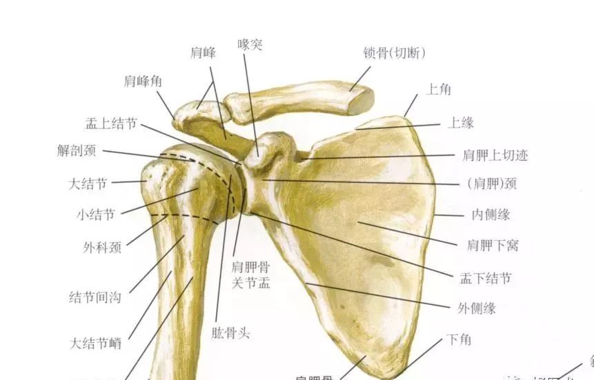 1.锁骨:正面呈s形,由肩峰延伸至胸骨柄