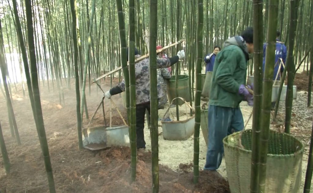 这样一来,雷竹便可暖暖的过冬,雷竹笋也可早早的冒出头.