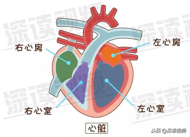 也就是说,心脏是由 左心房,右心房,右心室,左心室组成的.