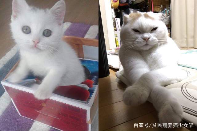 猫咪小时候vs猫咪长大后,长大后眼神都变了,还是小时候好骗