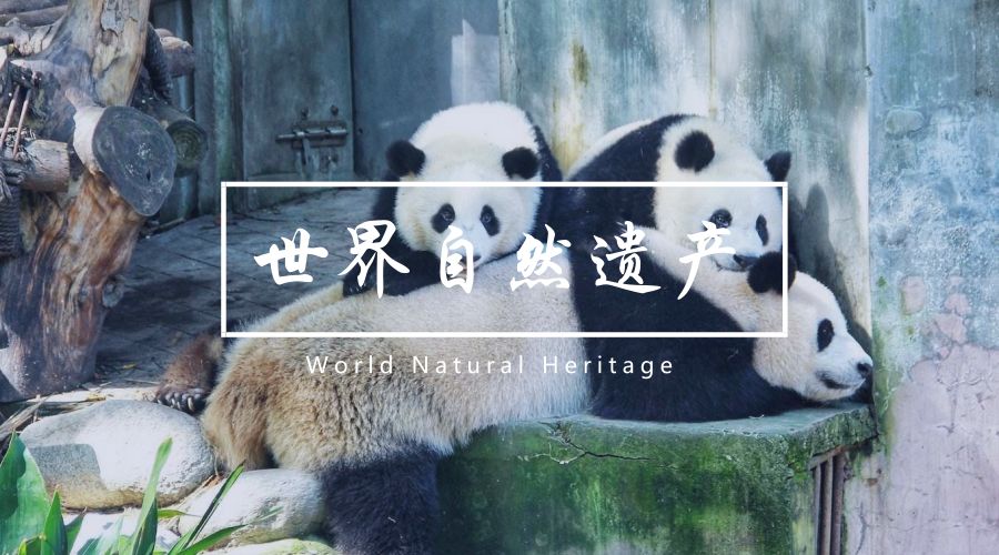 世界遗产在中国四川大熊猫栖息地