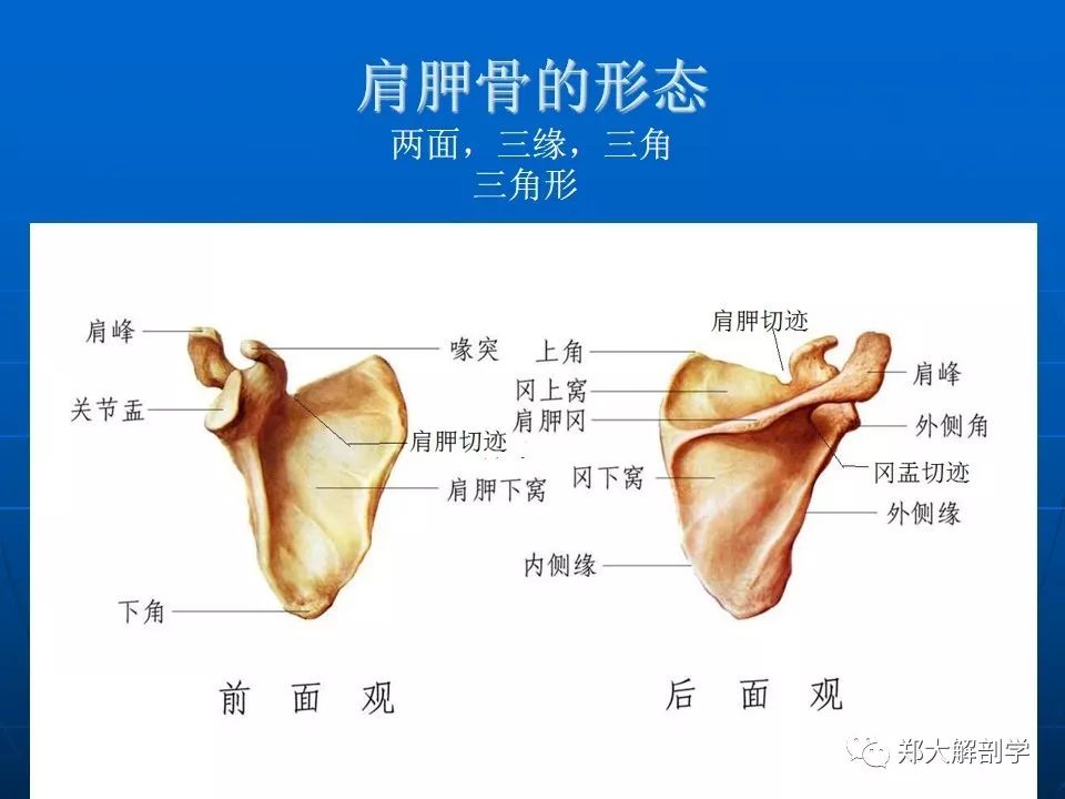 肩关节应用解剖