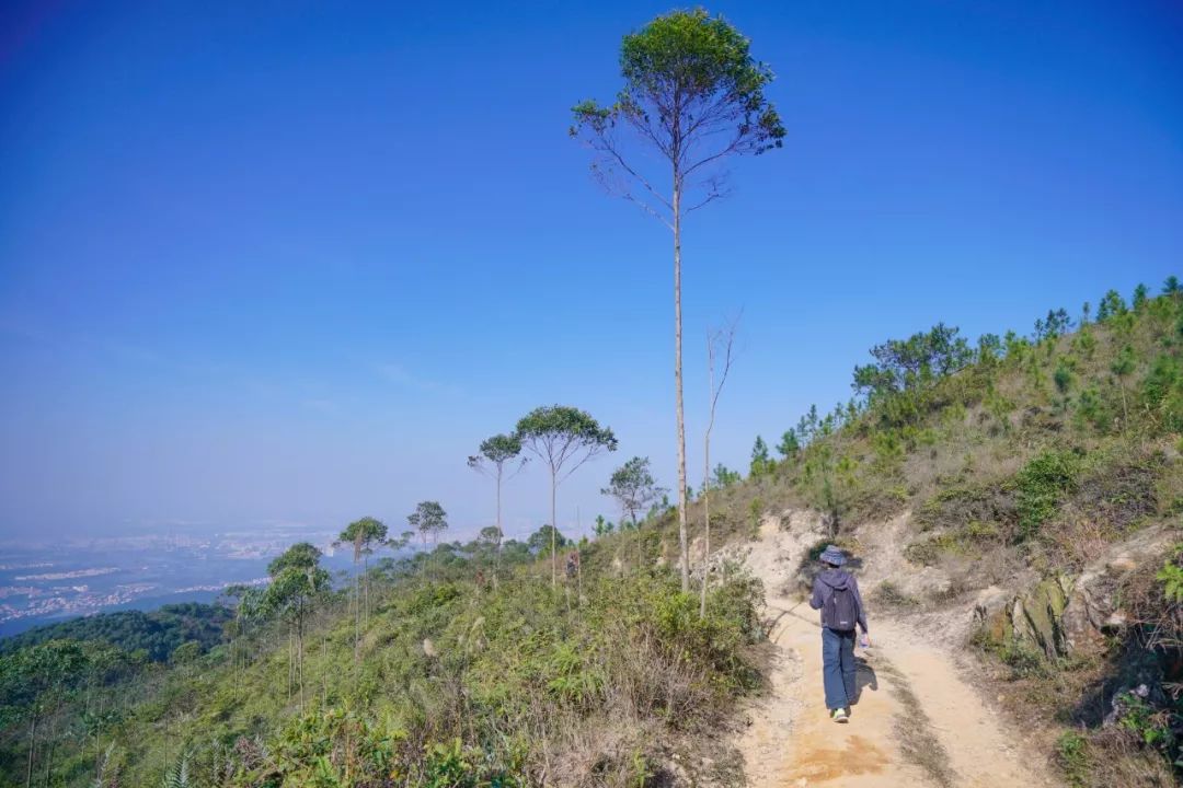 茶山景色优美,山视野开阔, 大有一览众山小之势, 高明茶山"百里潮人