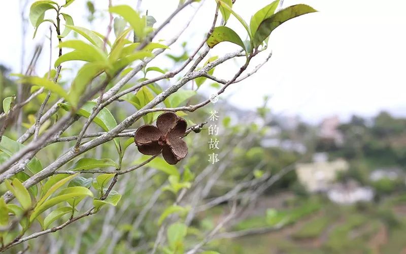 "冬茶"到底是一种怎样的茶?