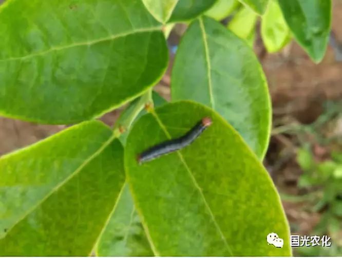 东方粘虫为害叶片黄尾白毒蛾幼虫为害叶片柳毒蛾成虫燕尾蚕蛾幼虫黄