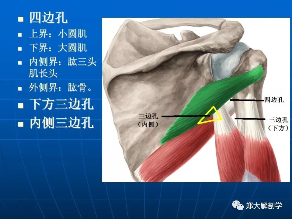 肩关节应用解剖