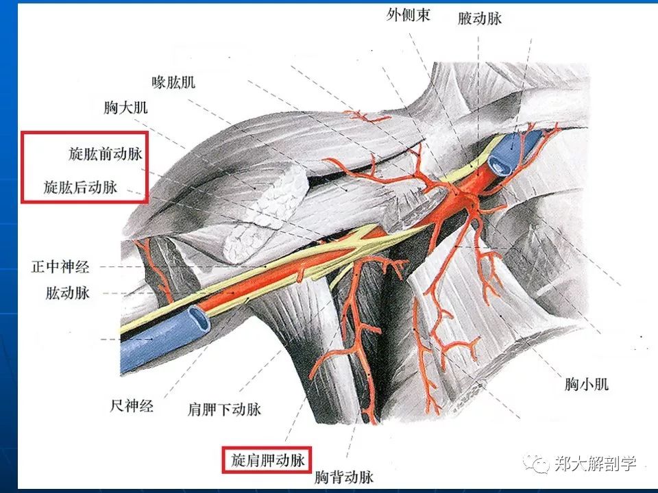 肩关节应用解剖