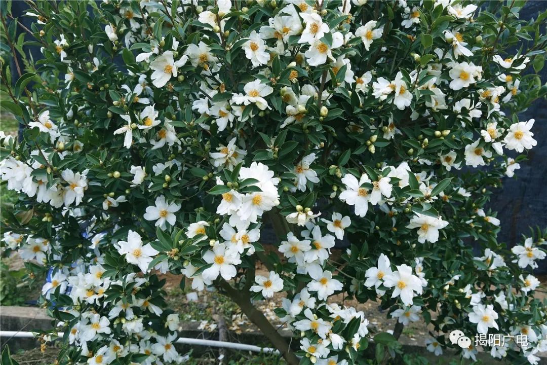 揭阳满山油茶花盛开,不信你不来