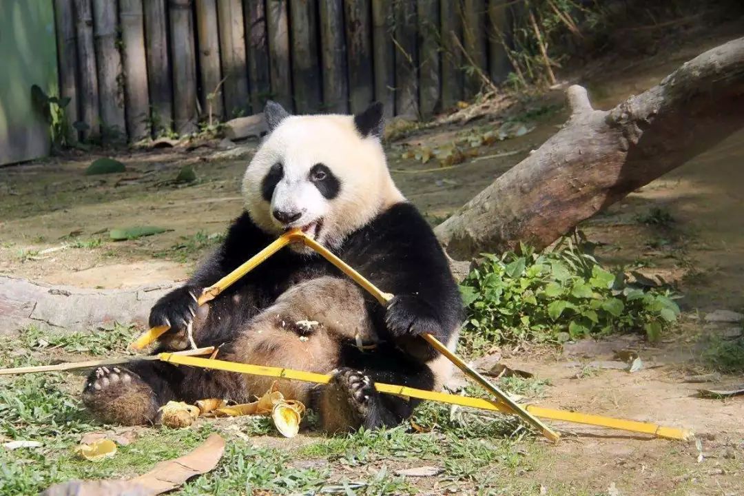 世界遗产在中国四川大熊猫栖息地