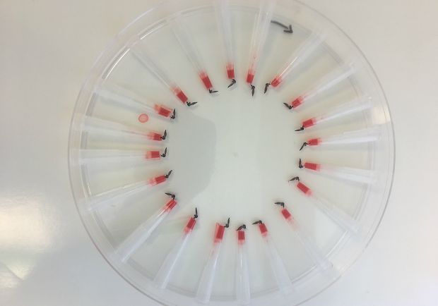 人口唾液实验_反复唾液吞咽实验图片(2)