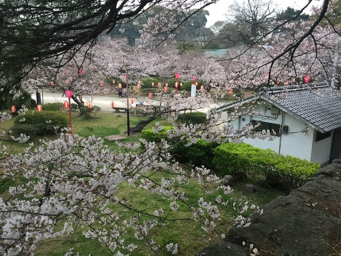 樱花季来日本_和歌山