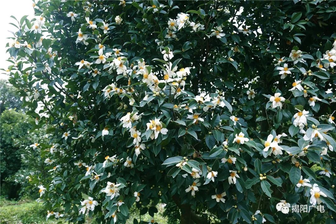 揭阳满山油茶花盛开,不信你不来