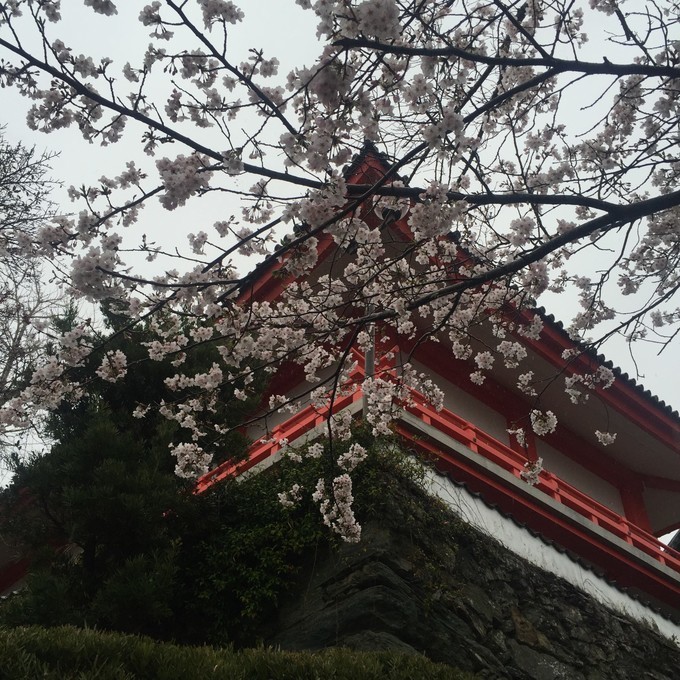 樱花季来日本_和歌山