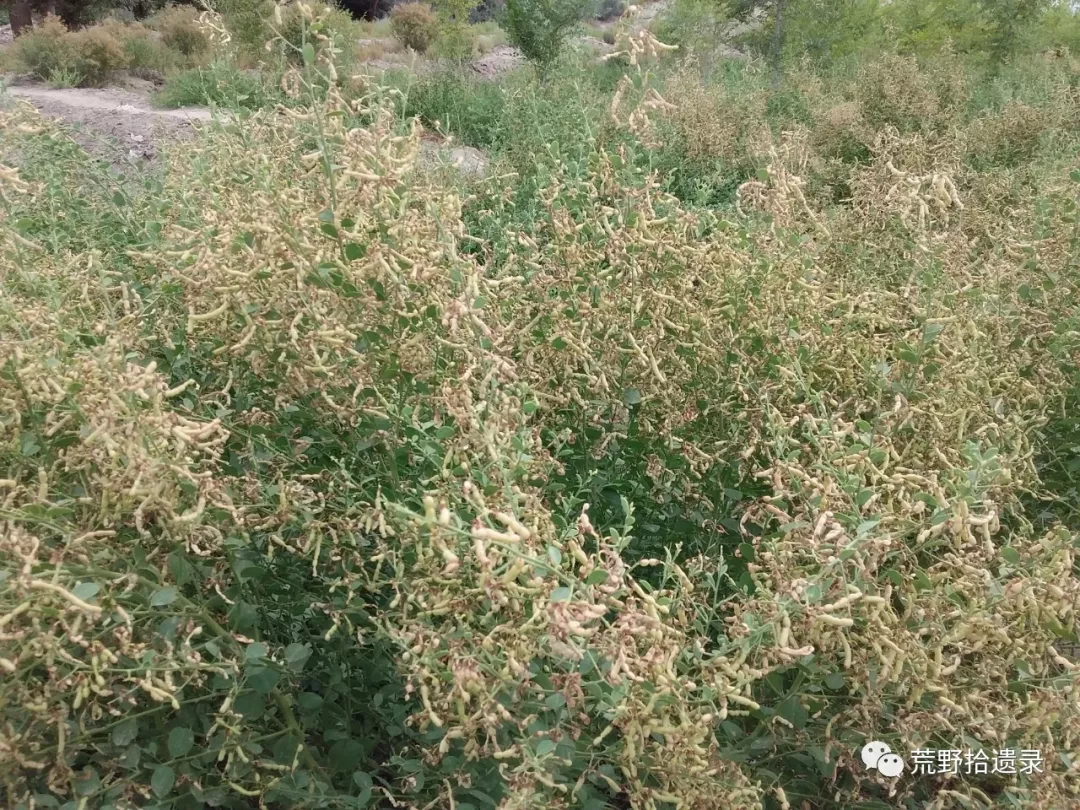 骆驼刺alhagisparsifolia荒漠地区极具生态价值的植