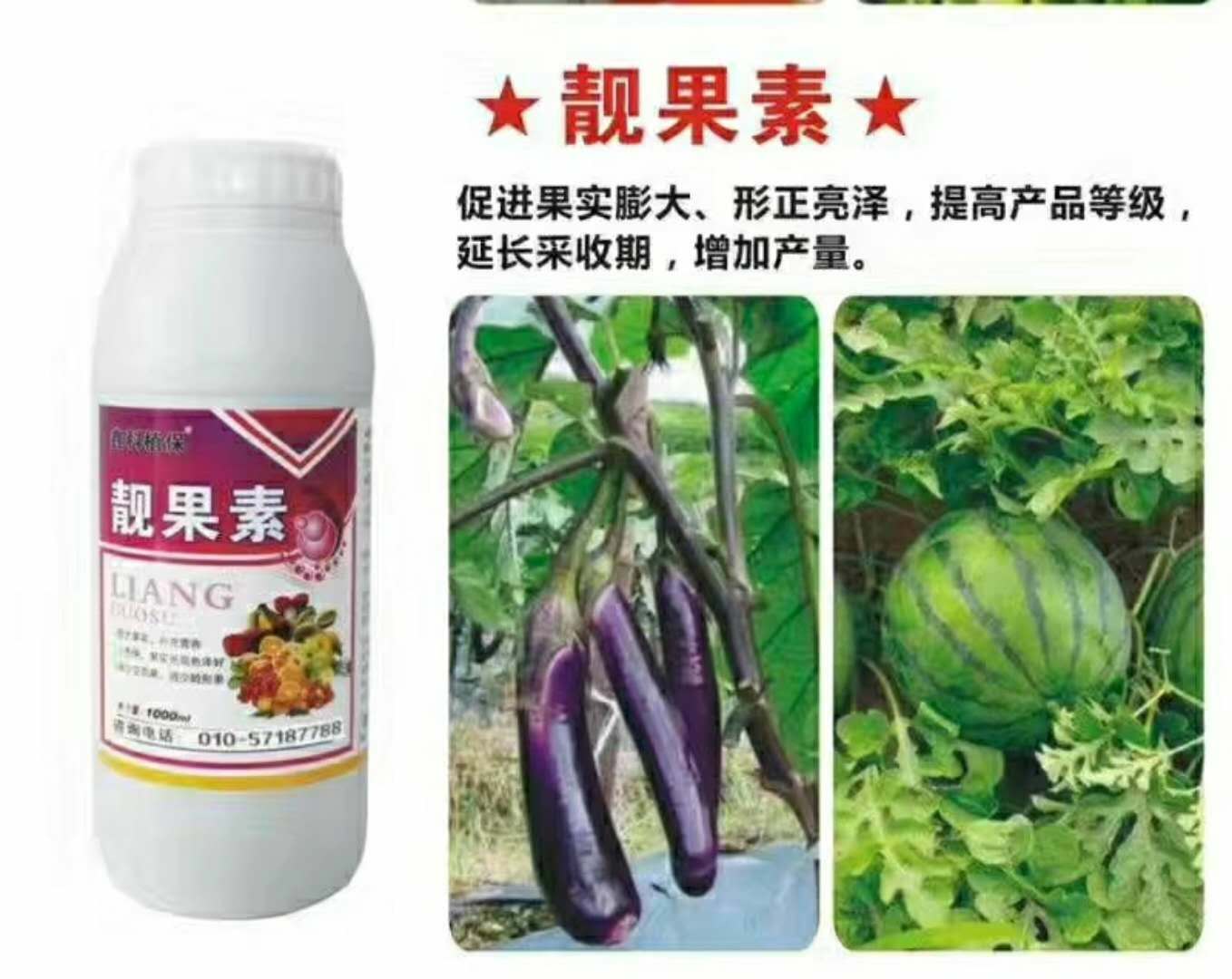 施用鑫科植保靓果素一个月, 叶面翠绿,果实饱满