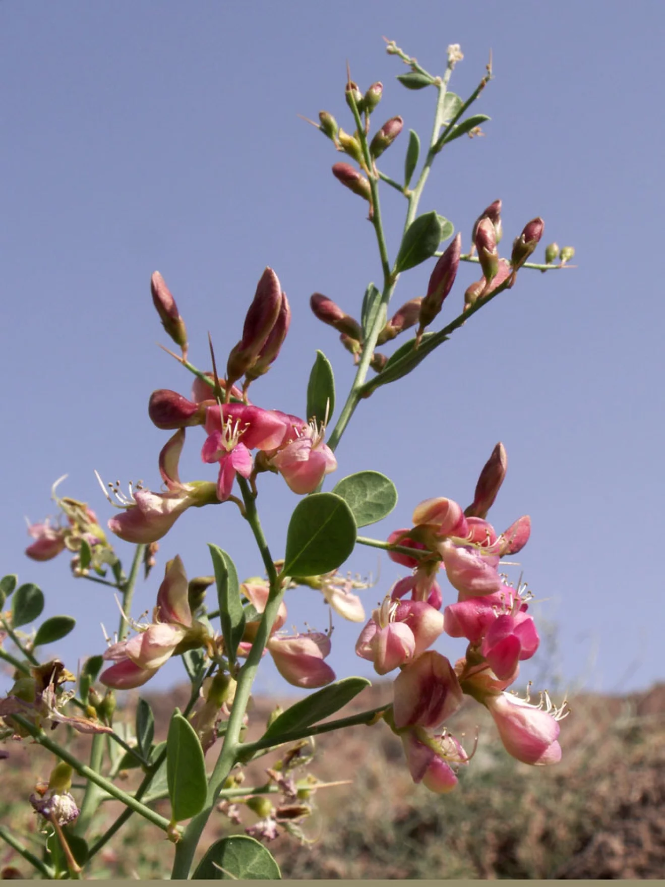 骆驼刺alhagisparsifolia荒漠地区极具生态价值的植