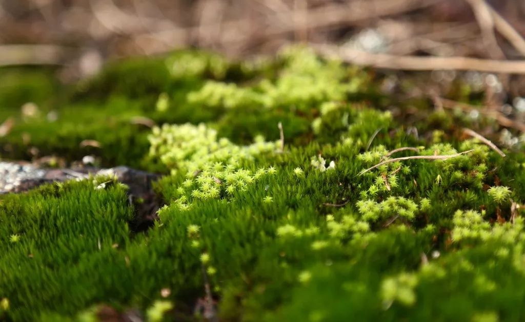 小嵛科普苔藓基础知识苔藓的特征