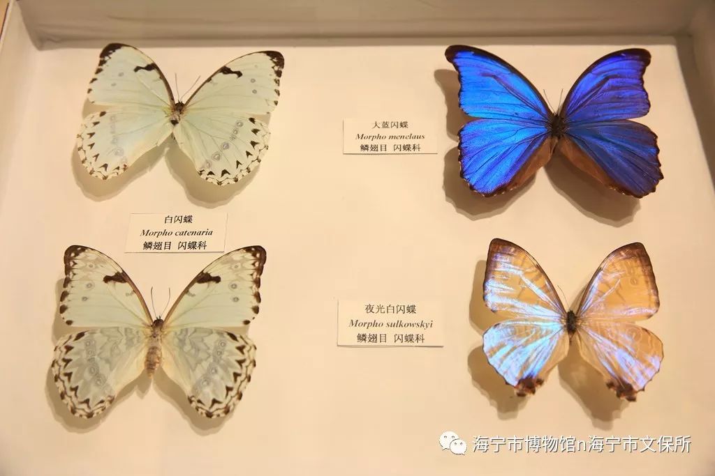 我国的蝴蝶种类十分丰富,据《中国蝶类志》记载,共包括1227种.