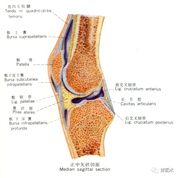 膝关节相关解剖:膝关节腔内注射治疗二6.当归注射液5.生理盐水4.