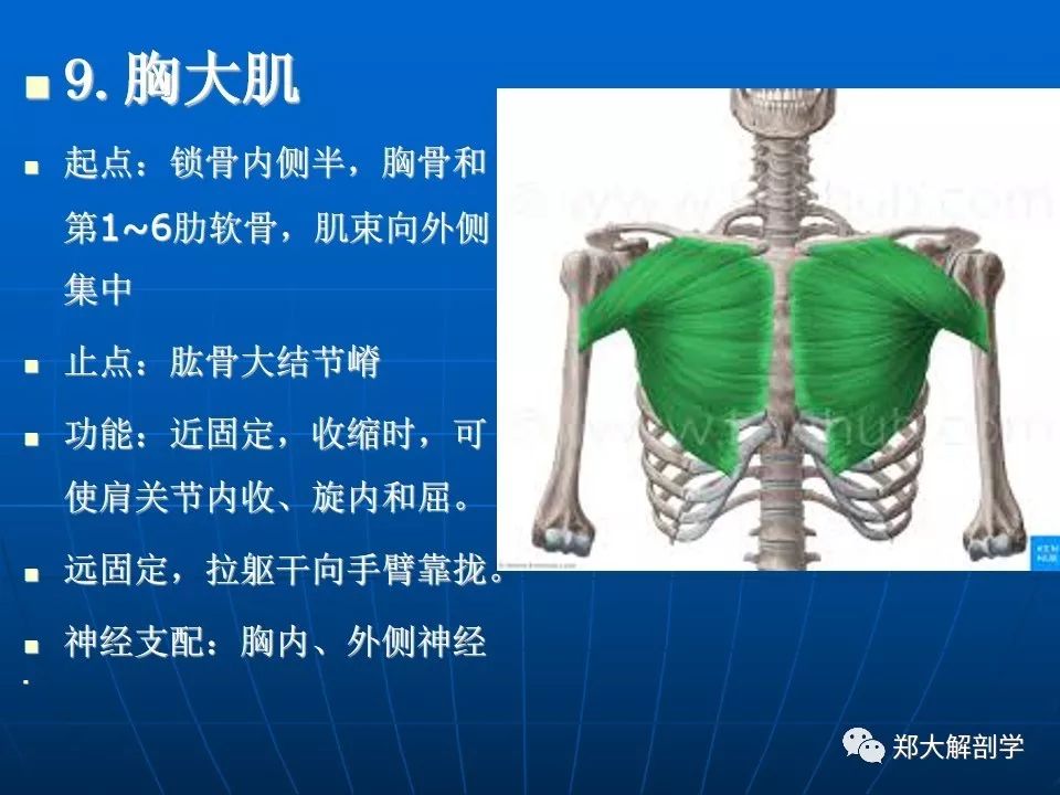 肩关节应用解剖