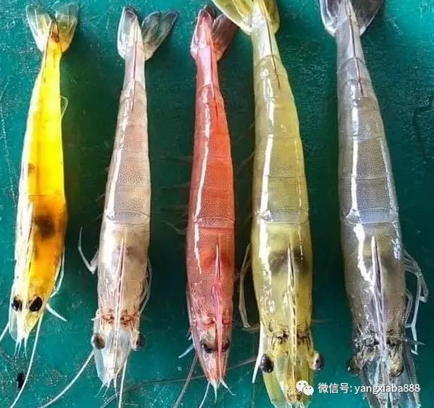 热议:黄金虾,蓝色虾.养殖的南美白对虾咋成这样的颜色?