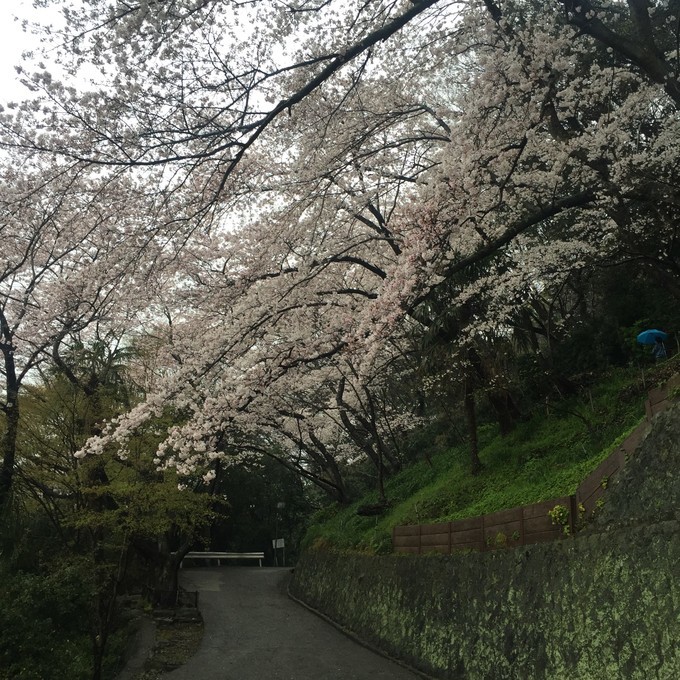 樱花季来日本_和歌山