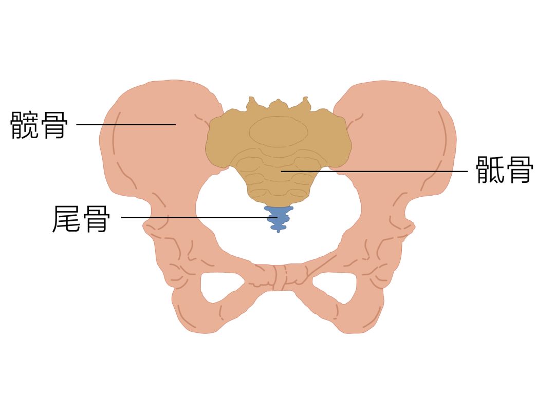 骨盆由骶骨,尾骨和左右两块髋骨(由髂骨,坐骨及耻骨融合而成)及其关节