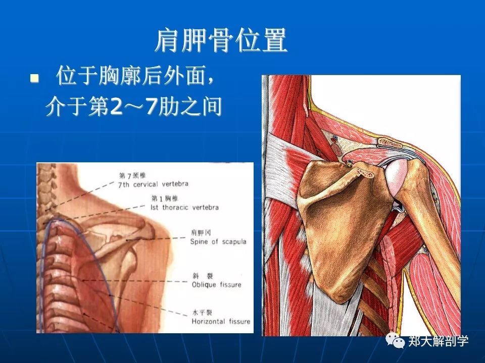 肩关节应用解剖