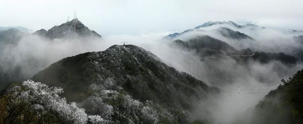 预告!大明山将持续多天迎来雾凇