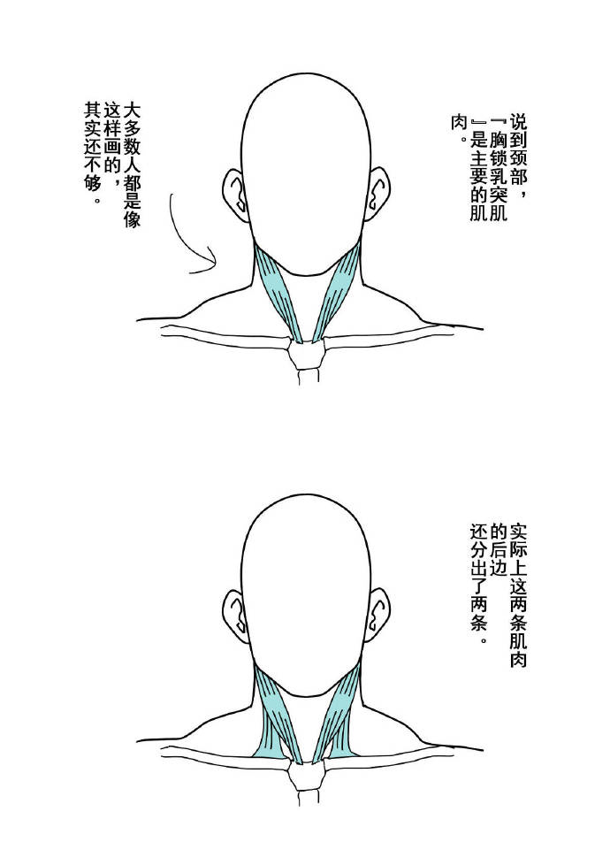 头颈部肌肉及动态分析