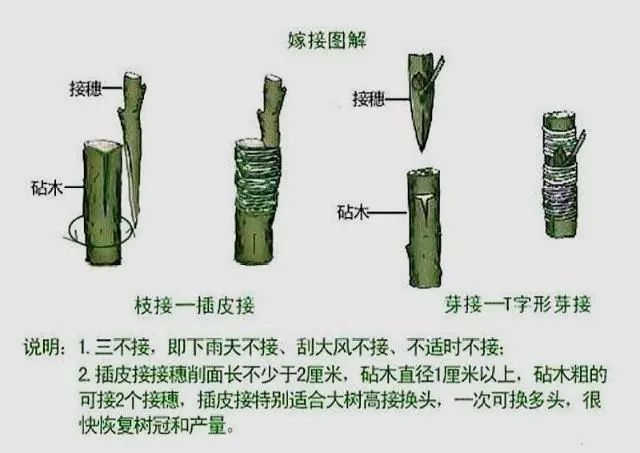 冬至之时把栀子花嫁接在3种砧木上开花至少多5倍