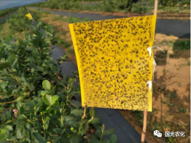 黄板诱杀虫害的发现及防治相对病害较为简单,但由于许多害虫开始为害