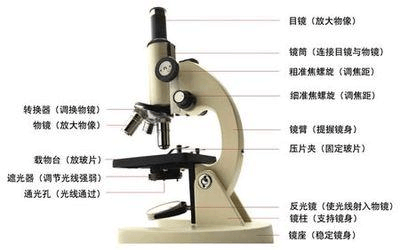 孫老師說—顯微鏡的使用方法及步驟 科技 第1張