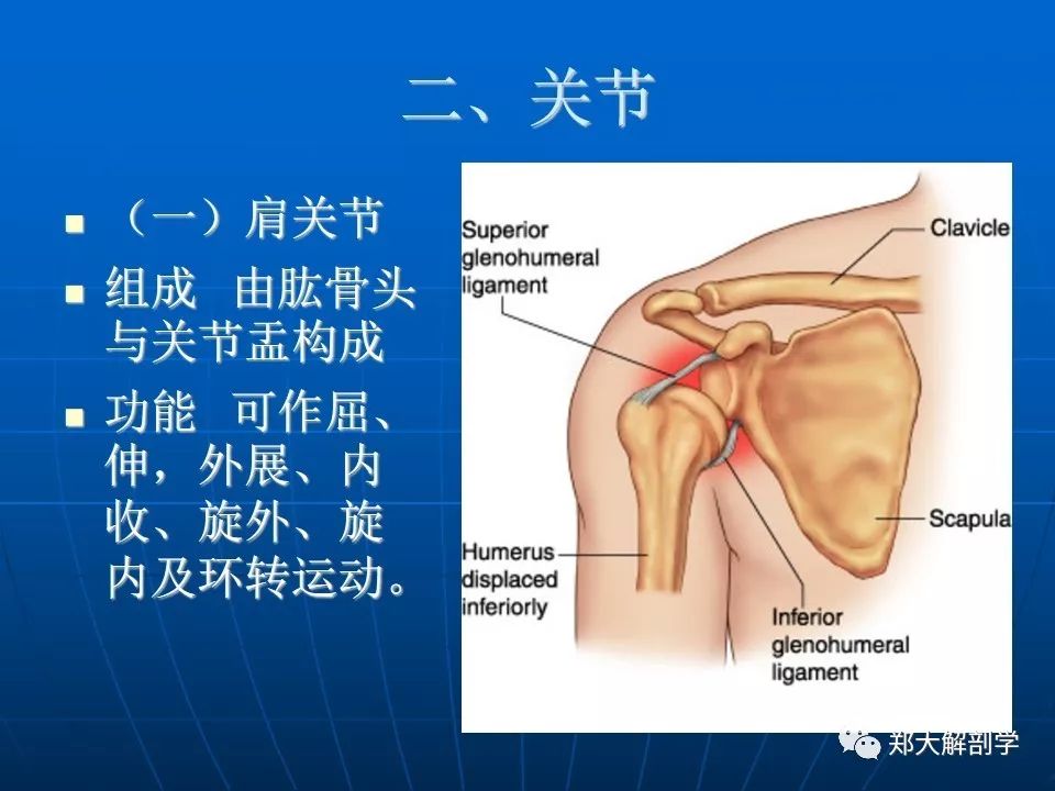 肩关节应用解剖